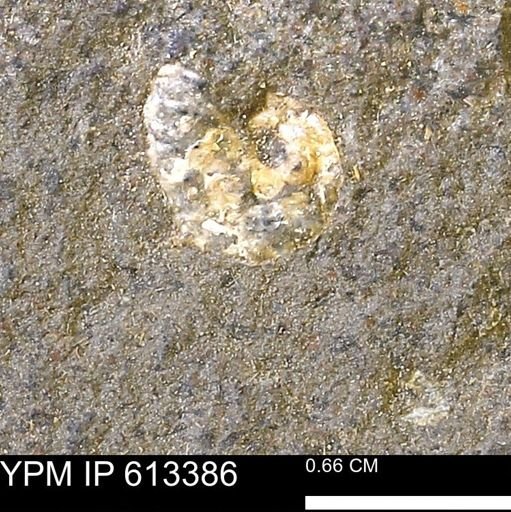 Scaphites sp.