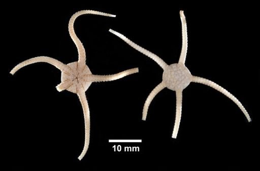 Ophiozona nivea compta