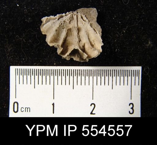 Delthyris sculptilis