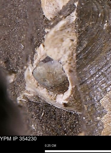 undet. Bivalvia