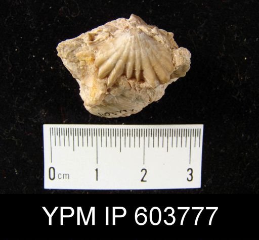 undet. Rhynchonellida
