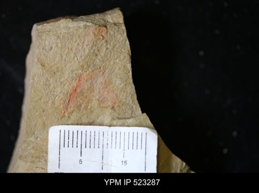 undet. Arthropoda