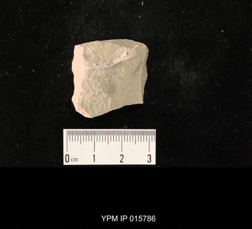 Probnis speciosa