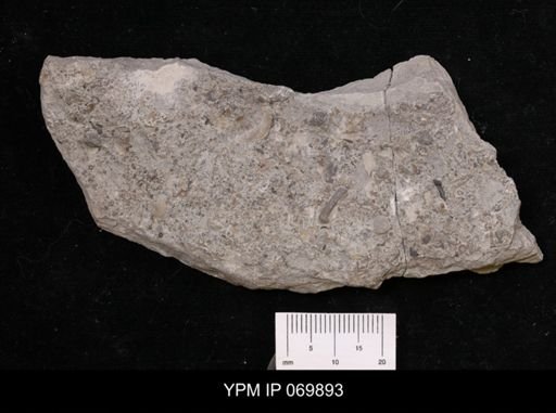 Sceptropora facula