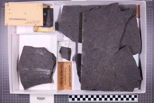 mixed taxa, stratigraphic collection