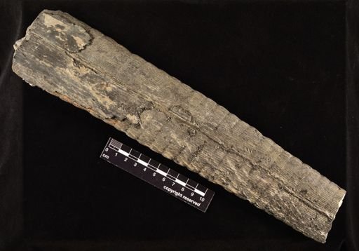 Calamites sp.