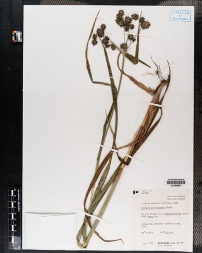 Scirpus microcarpus