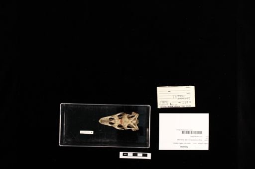 Varanus