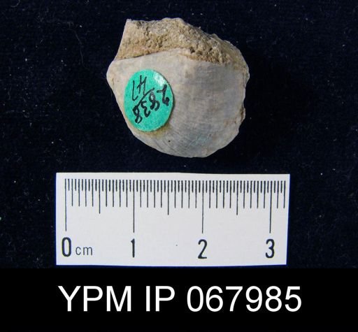 Stropheodonta equistriata