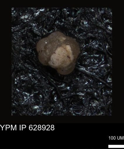 undet. Foraminiferida