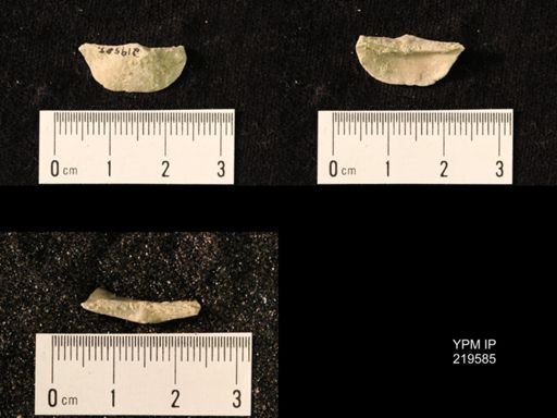 Chonetes granulifer
