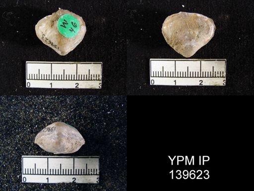 Athyris capillata