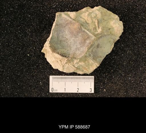 Strophomena sp.