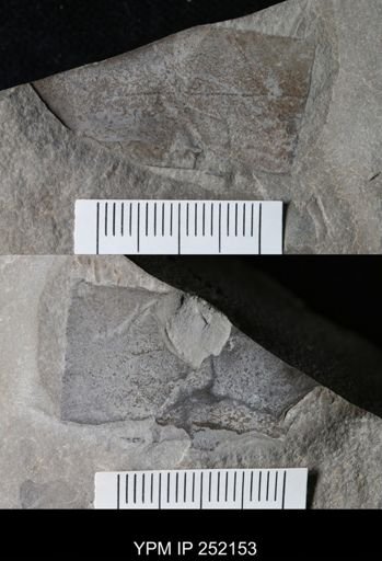 undet. Eurypterida