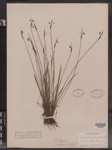 Sisyrinchium mucronatum