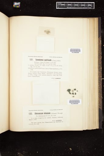 Chlorococcum infusionum