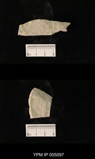 Psocidium