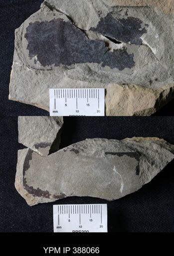 Eurypterus sp.