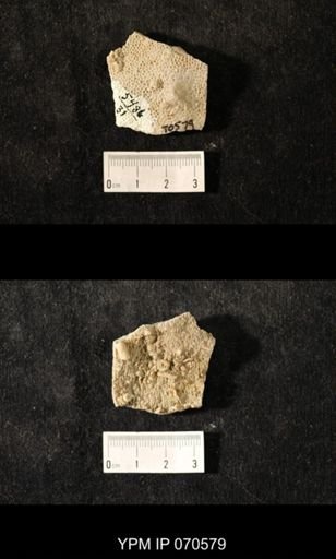 Favosites louisvillensis