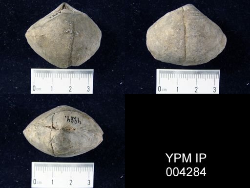 Chascothyris sp.