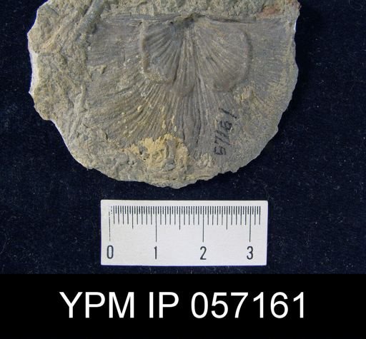 Strophonella punctulifera