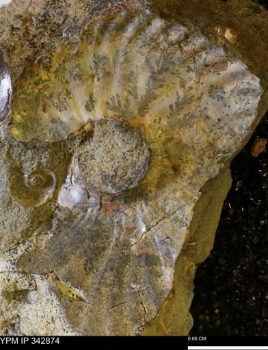 undet. Scaphitidae