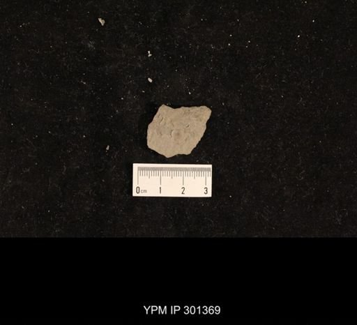 Bellerophon sp.