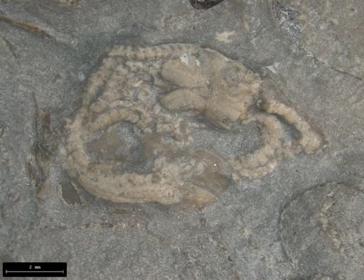 Aplocoma damesii