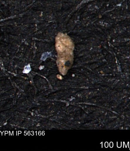 Verneuilina canadensis