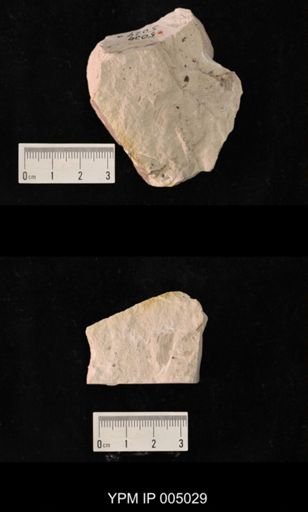 Megatypidae