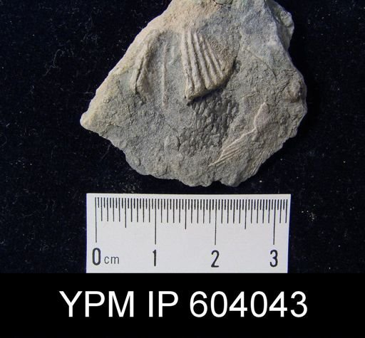 Platystrophia biforata
