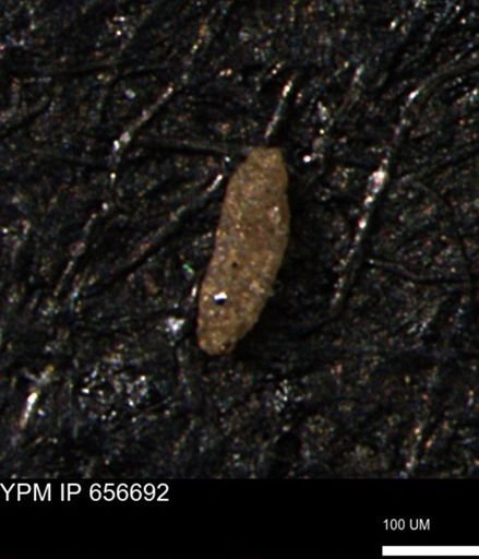 Miliammina manitobensis