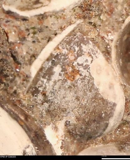 Corbulamella gregaria