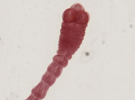 Dipylidium caninum