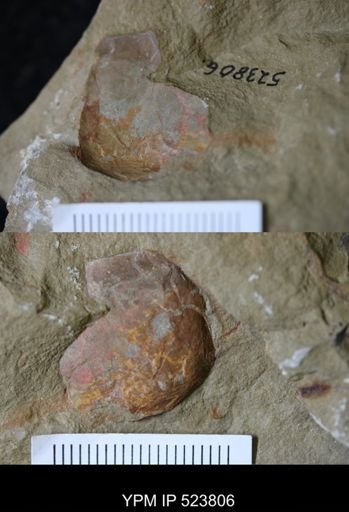 undet. Arthropoda