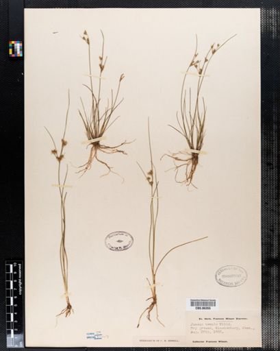Juncus tenuis