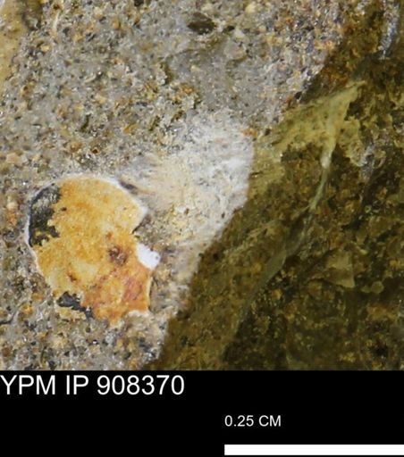 undet. Mollusca