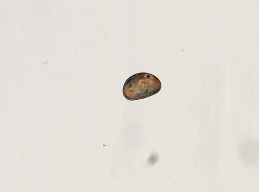 Cypris sp.
