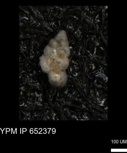 undet. Heterohelicidae