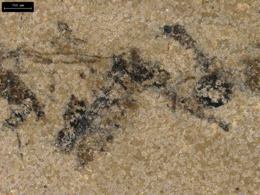 taxon undetermined