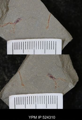 undet. Graptolithina