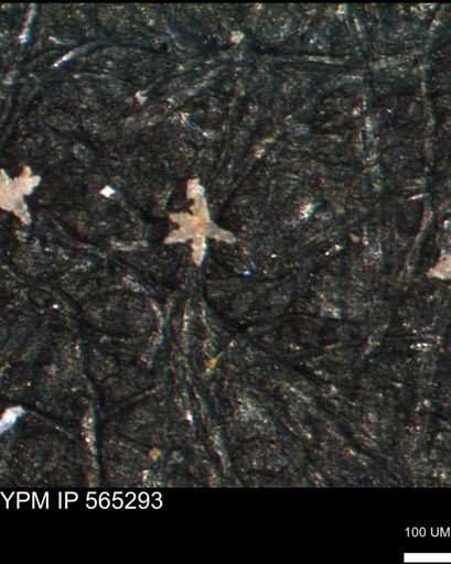 undet. Porifera