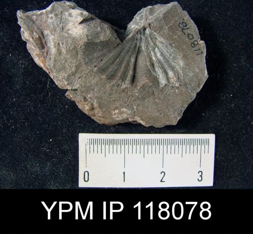 Spirifer rugicosta