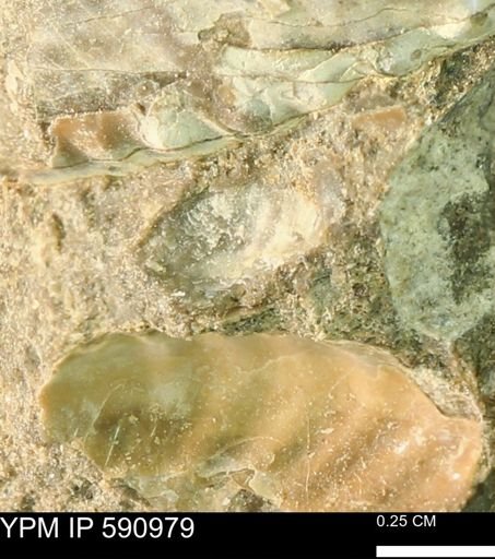 undet. Bivalvia