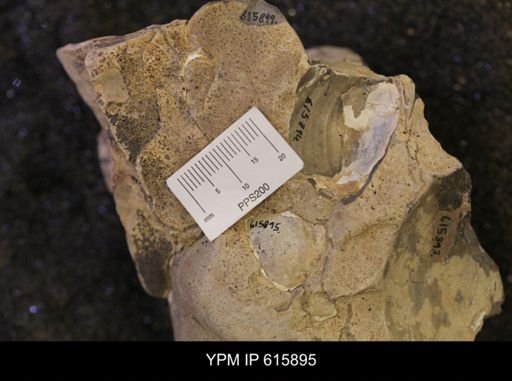 Inoceramus sp.