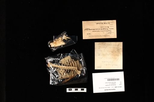 Trachinotus blochii
