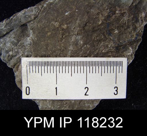 Dalmanella elegantula submedia
