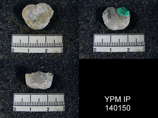 Marginifera typica