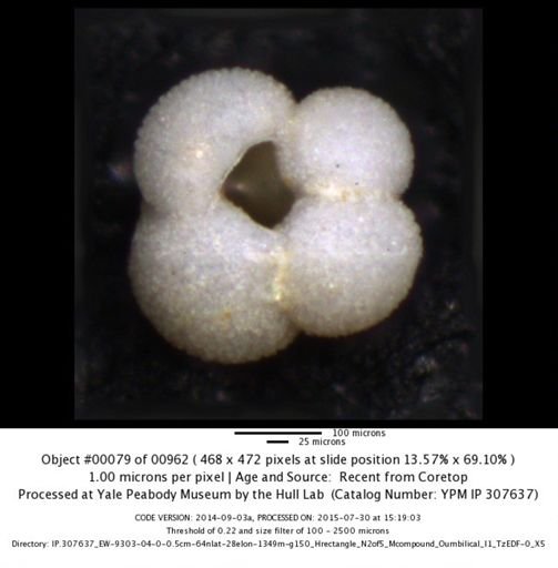undet. Foraminiferida