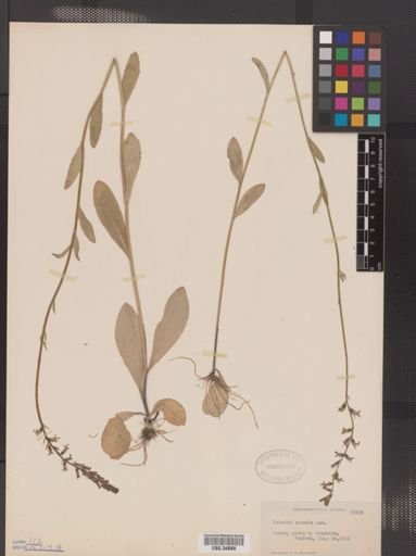 Lobelia spicata